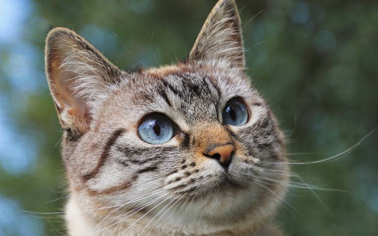 La triste verdad detr s de los gatos cachetones solo los machos